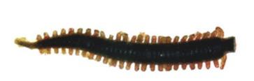 Berkley GULP!® Saltwater Sandworms 2inch – Stil Fishing