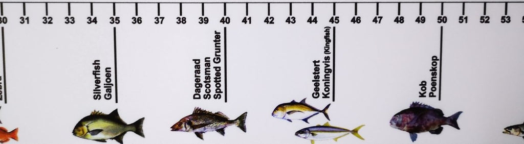 Fish Measurement Sticker - Stil FishingAccessories